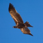 Ian Brown Wedge-tailed Eagle copy